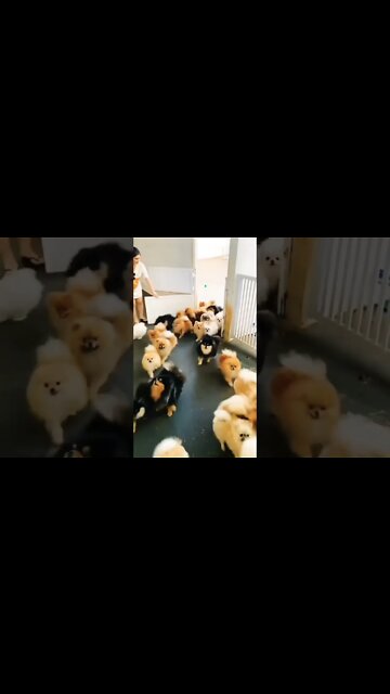 Tap❤️& Comment on this photo if you love #Chihuahua 💝💯💝 #shorts