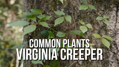 Common Plants: Virginia Creeper