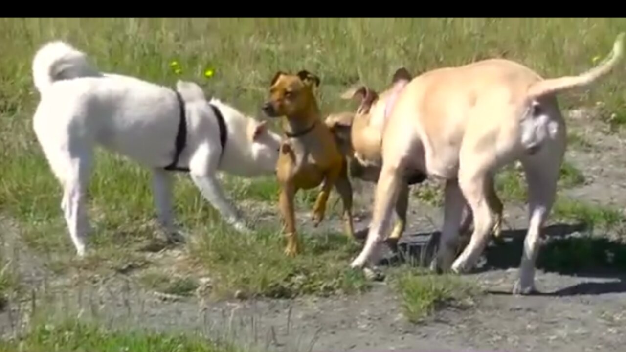 What Does A Good Dog Meeting Look Like