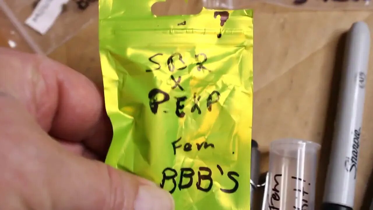 T Bird And Reds Mail Call From Bear Miller - BBB's Farms