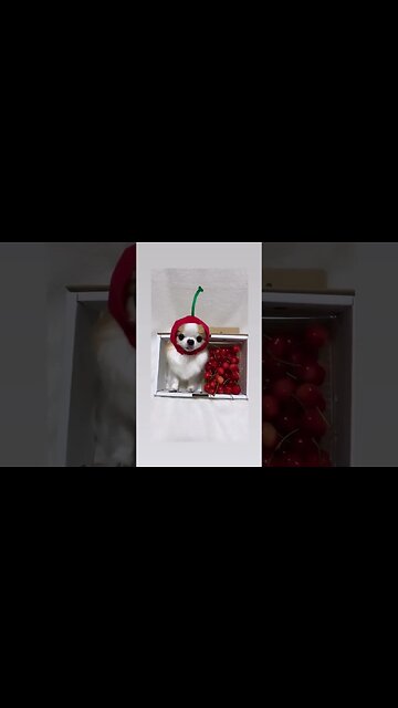 Did This Chihuahua Just Do the Most UNBELIEVABLE Thing?!