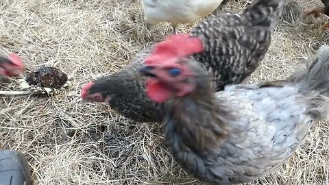 Fresh seeds for my flock.