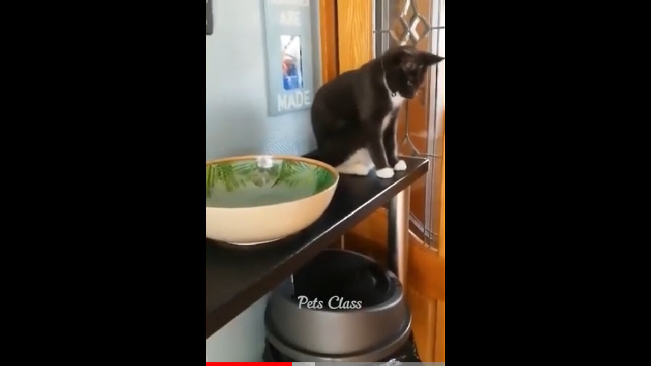 Funny Pet | Funny video