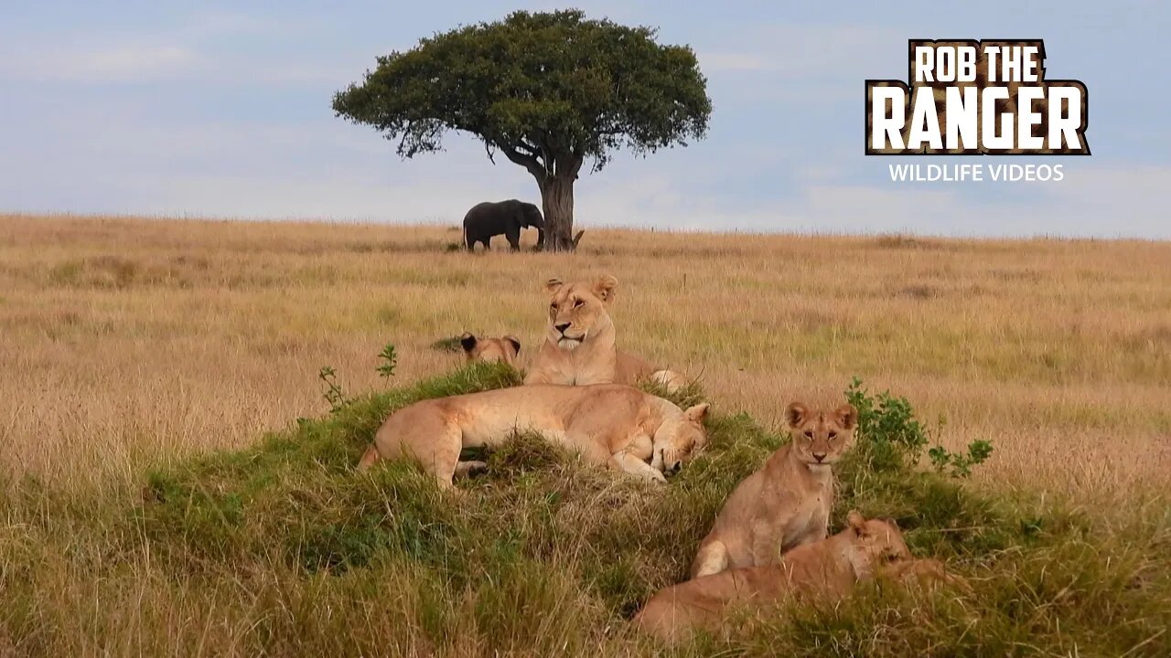 Lion Pride Relaxing As Elephants Browse Behind | Lalashe Maasai Mara Safari