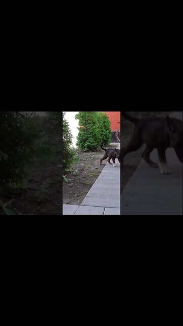 Первая Встреча кота и щенков