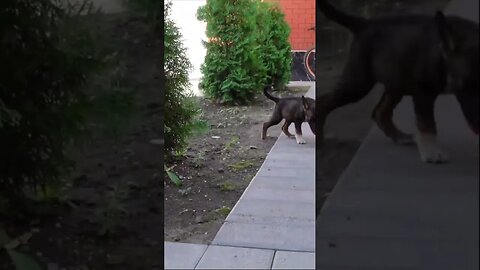 Первая Встреча кота и щенков