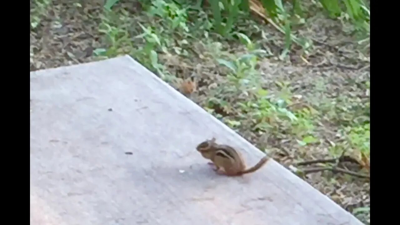 A chipmunk scaring another chipmunk