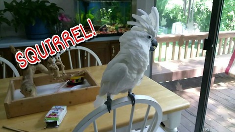 Cockatoo Freaks Out When It Sees A Squirrel For The First Time