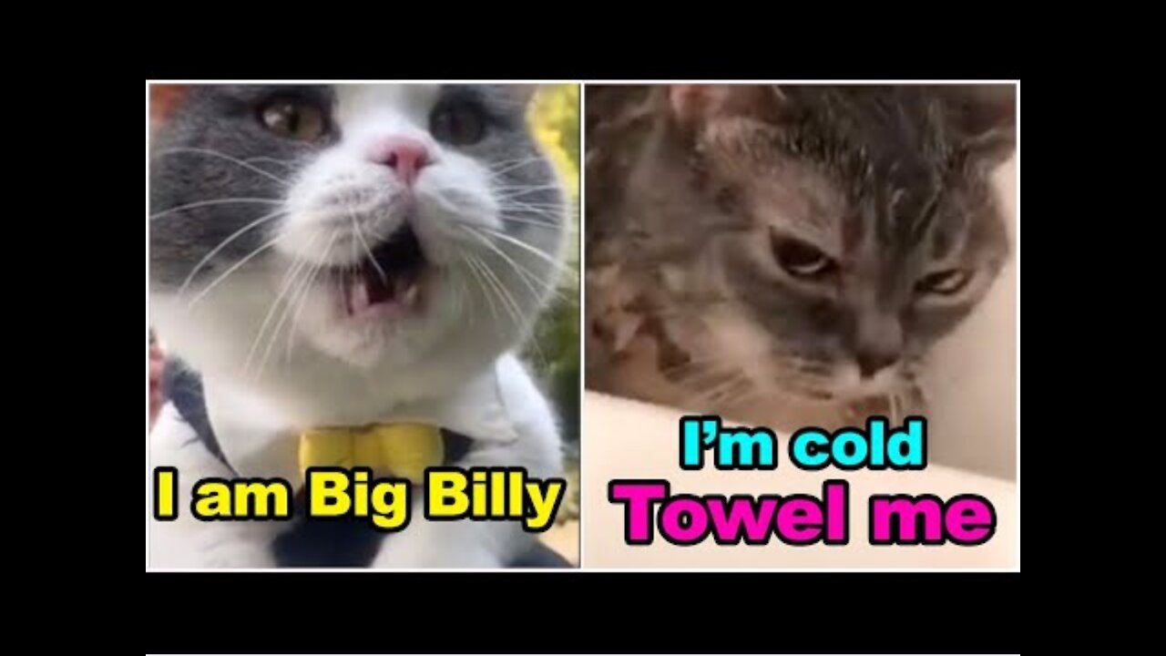 CAT TALKING BETTER THAN HUMAN!! (MUST WATCH)