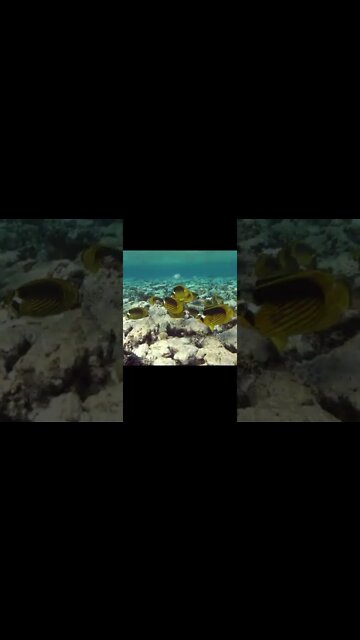 NO REINO DOS ANIMAIS.