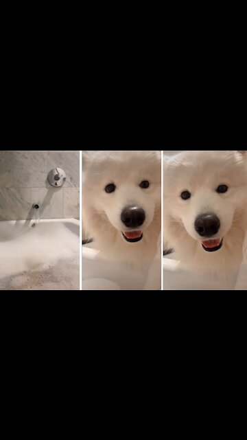 Samoyed Doesn't Respect Owner's Personal Space During Bath Time