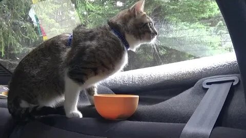 Hiking Cat Eats Carefully