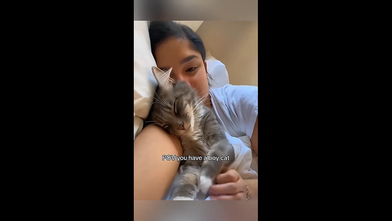 CATS Actually Love Their Humans, Here are the Proofs