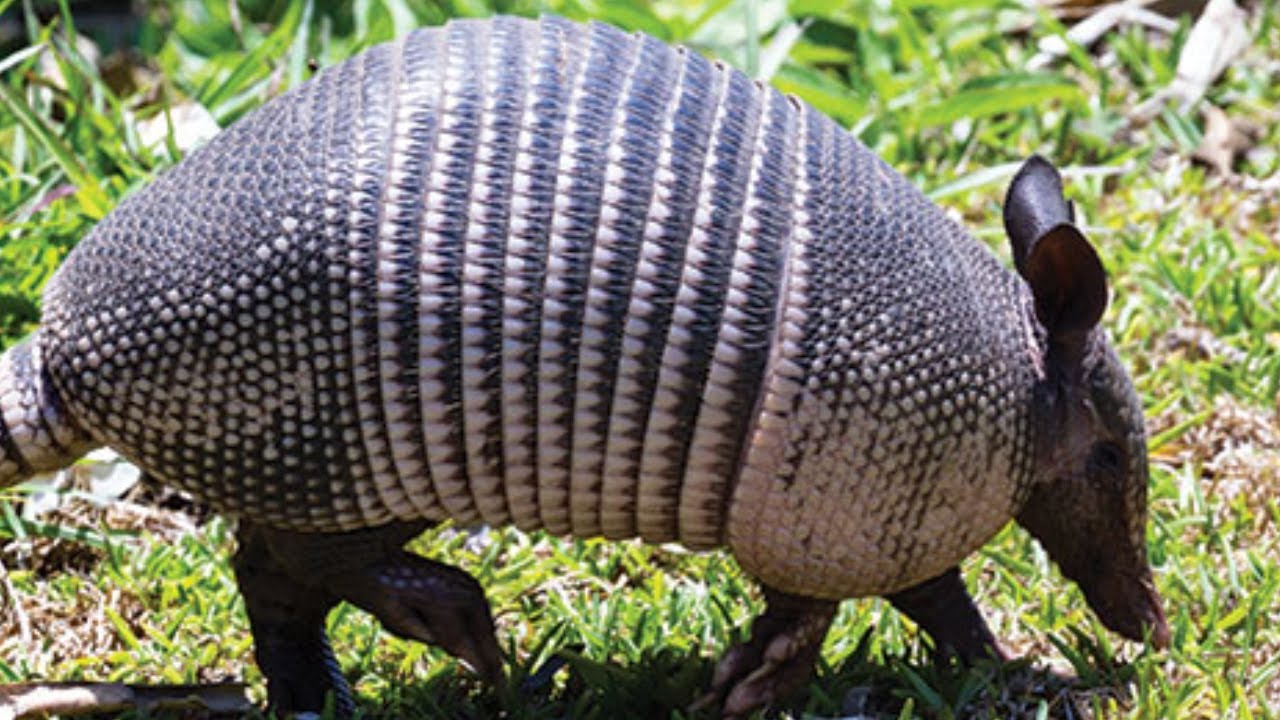 Look at this Texas Armadillo that I saw this morning eating