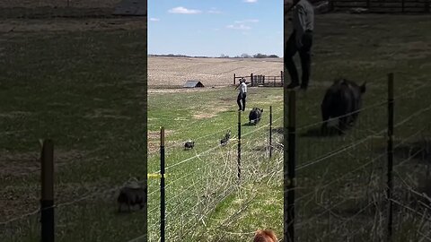 Wait for us Mom!!! Piglets taking a stroll 🐖🐷 #shorts #piglets #idahopasturepigs