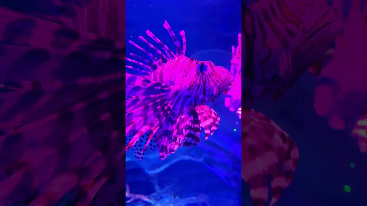 Majestic Lion Fish #summerloadingwithyoutube #shorts