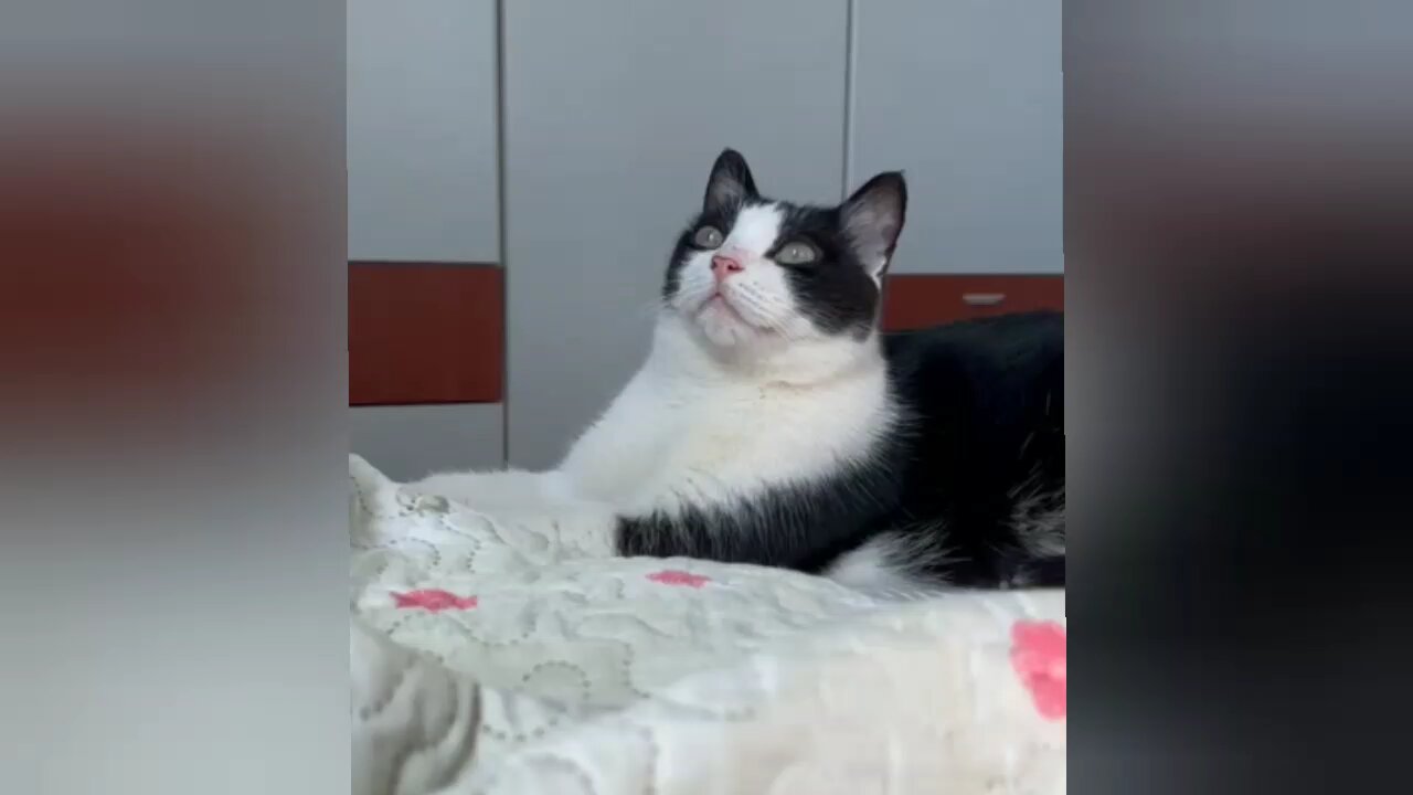 My favourite cat video🤗😗 soo Funny dog 🥰😋