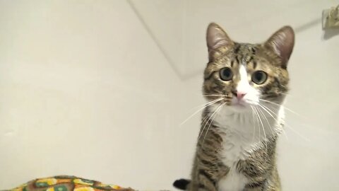Cat with Large Pupils Stretches and Jumps off the Table