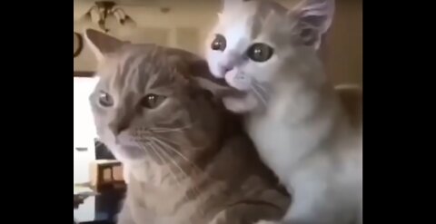 Funniest Cats 😹 - Don't try to hold back Laughter #10
