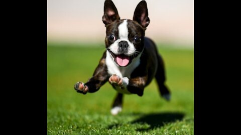 7 quick tips for training a puppy or dog.