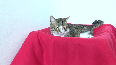 Fluffy Cat Leaves His Crib