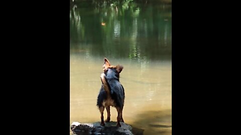 Molly going for a walk