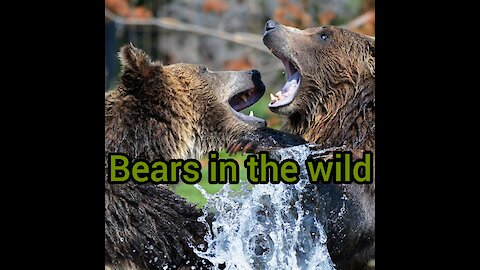 Bears in the wild