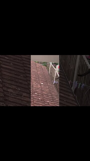 Cat on the roof- tried to capture the moment on the camera- slick cat