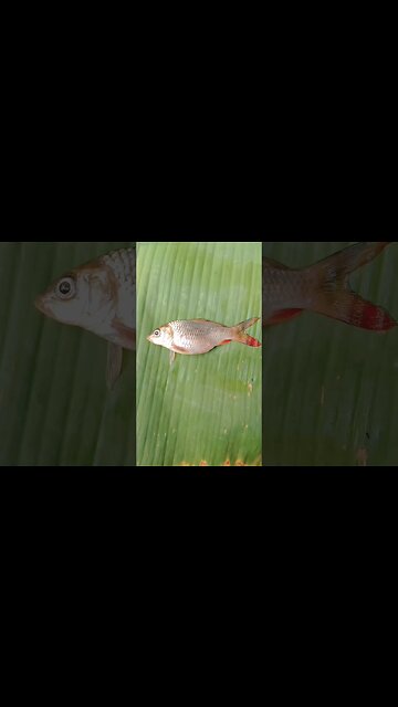 😀Tabletfish🤣🤣 @BENGALCOOKING #shorts #youtubeshorts #viral #viralshorts #trending #trendingshorts