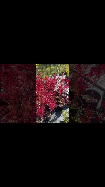 Amur Maple Fall Colours! Wow!