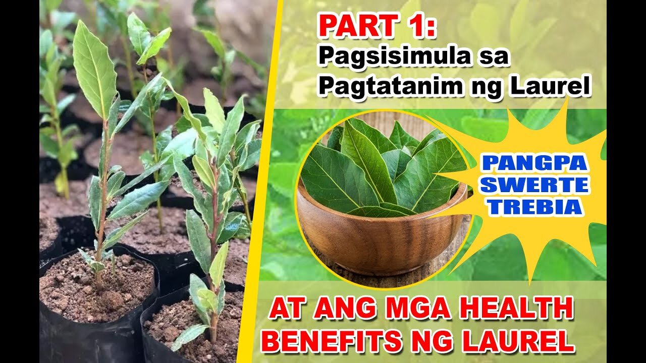 PART 1 PAGSISIMULA SA PAGTATANIM NG LAUREL, HALAMANG PANGPA SWERTE AT ANG MGA HEALTH BENEFITS NITO