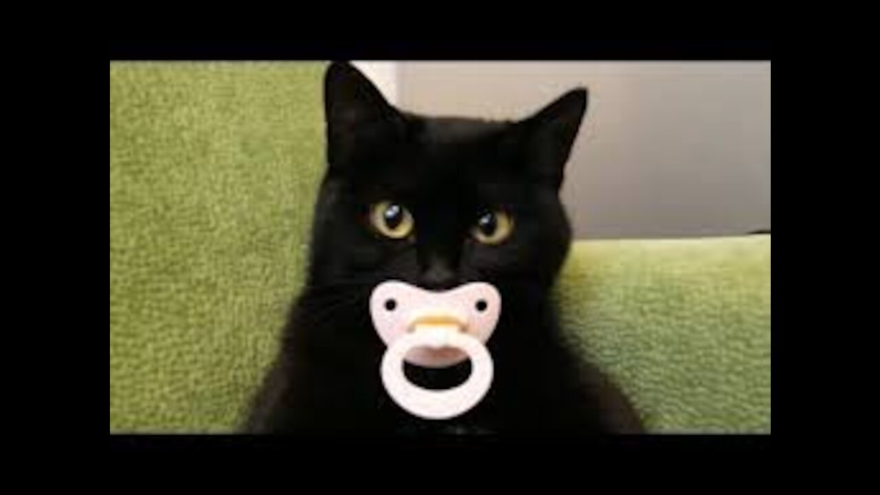 Lovely Cat, funny cats, funny cat videos