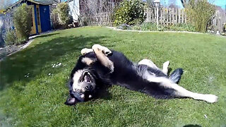 This is why dogs like to roll around in dirty things