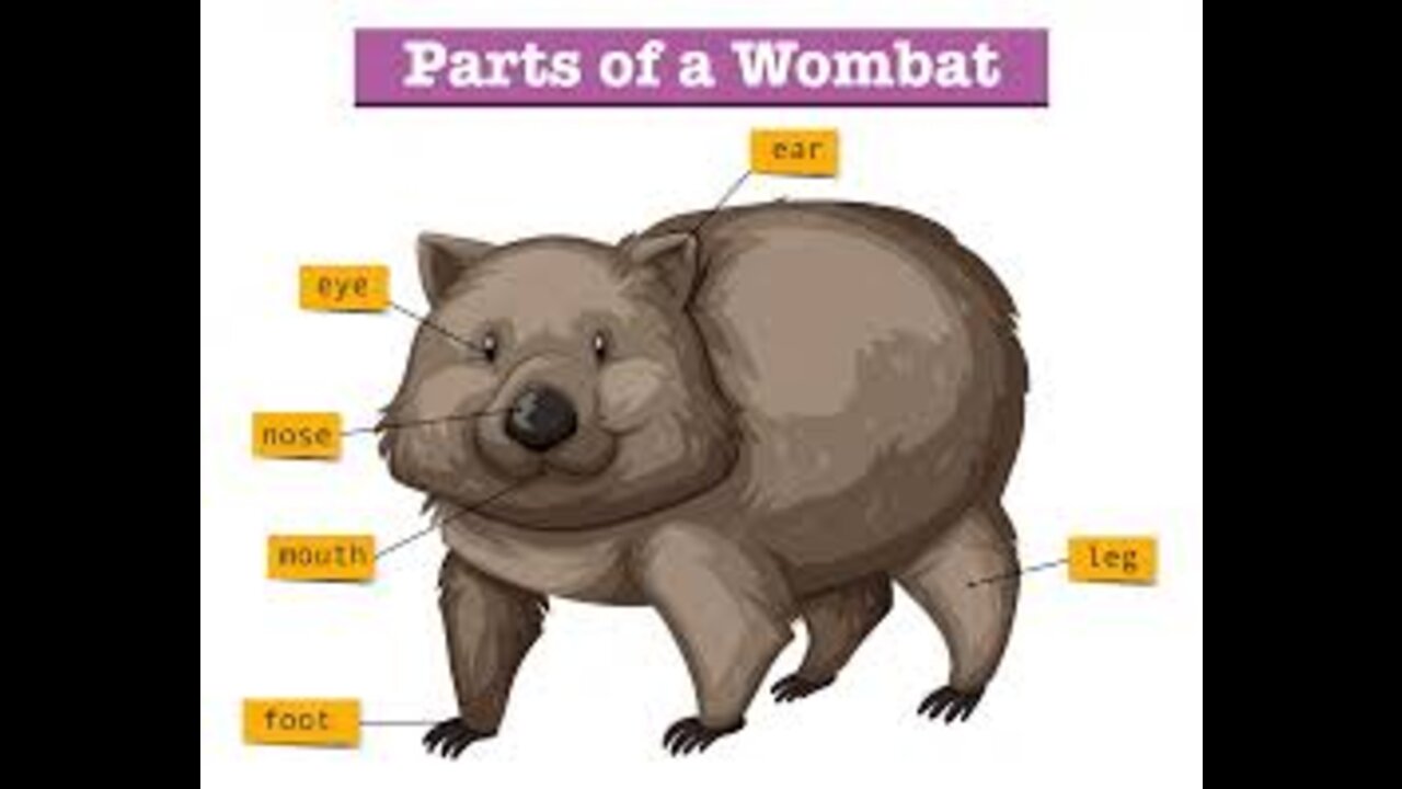 BOBY WOMBAT