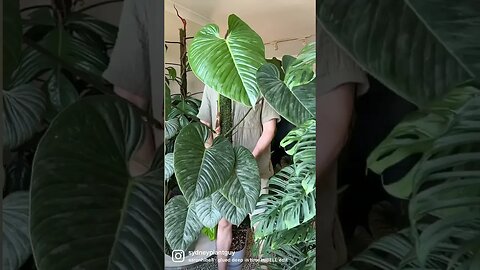 Philodendron sodiroi - check out my full Plant Spotlight to learn more about this plant :)