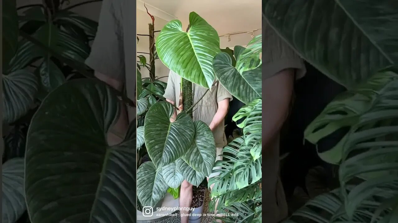 Philodendron sodiroi - check out my full Plant Spotlight to learn more about this plant :)