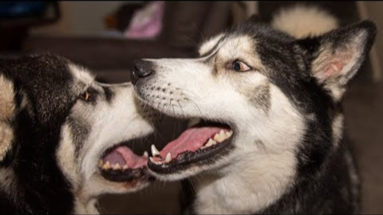 Husky/Malamute Shocked To Hear Best Friend Is Coming To Play