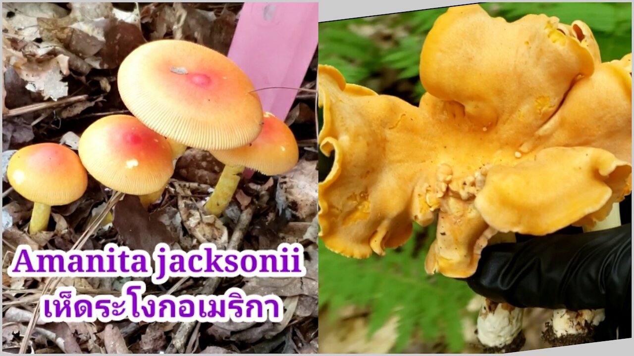 Picking Smooth Chanterelle and Amanita jacksonii behind my house.