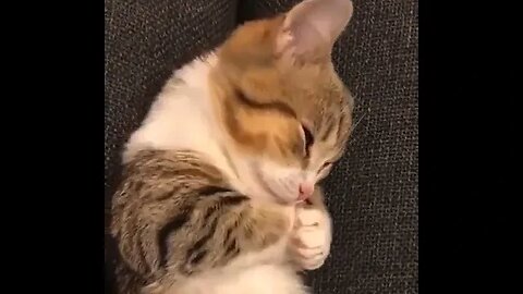 PLAYING CAT VIDEO MEAWWW