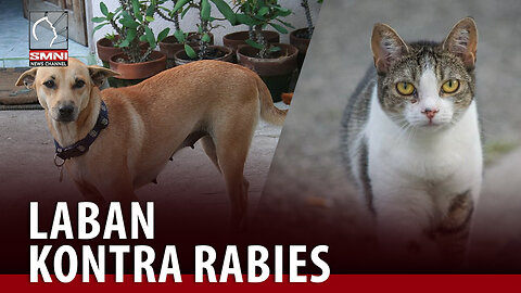 Mga alagang baka at baboy sa Marinduque, apektado na rin sa rabies