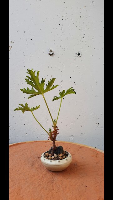 mame Pelargonium graveolens - checking the roots Part 1 - 2020 10