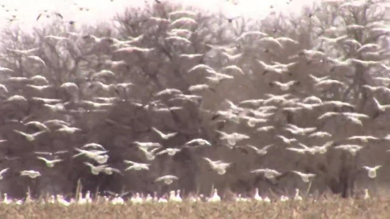 Thousands Of Snow Geese In Flight and Coming In For A Landing.