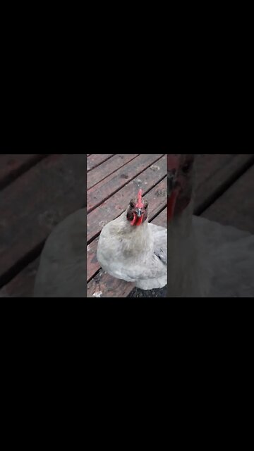 Happy Chickens #homesteading #chickens