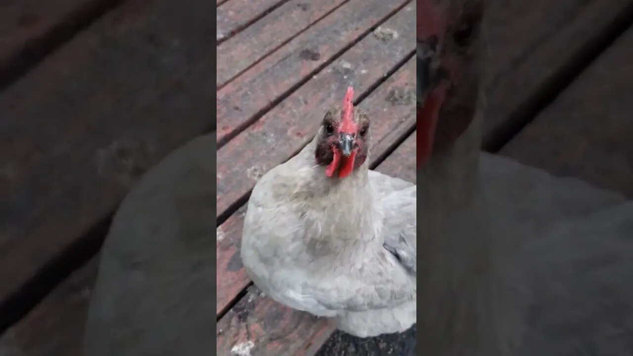 Happy Chickens #homesteading #chickens