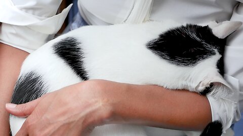 Cute Cat WhatsApp status tamil