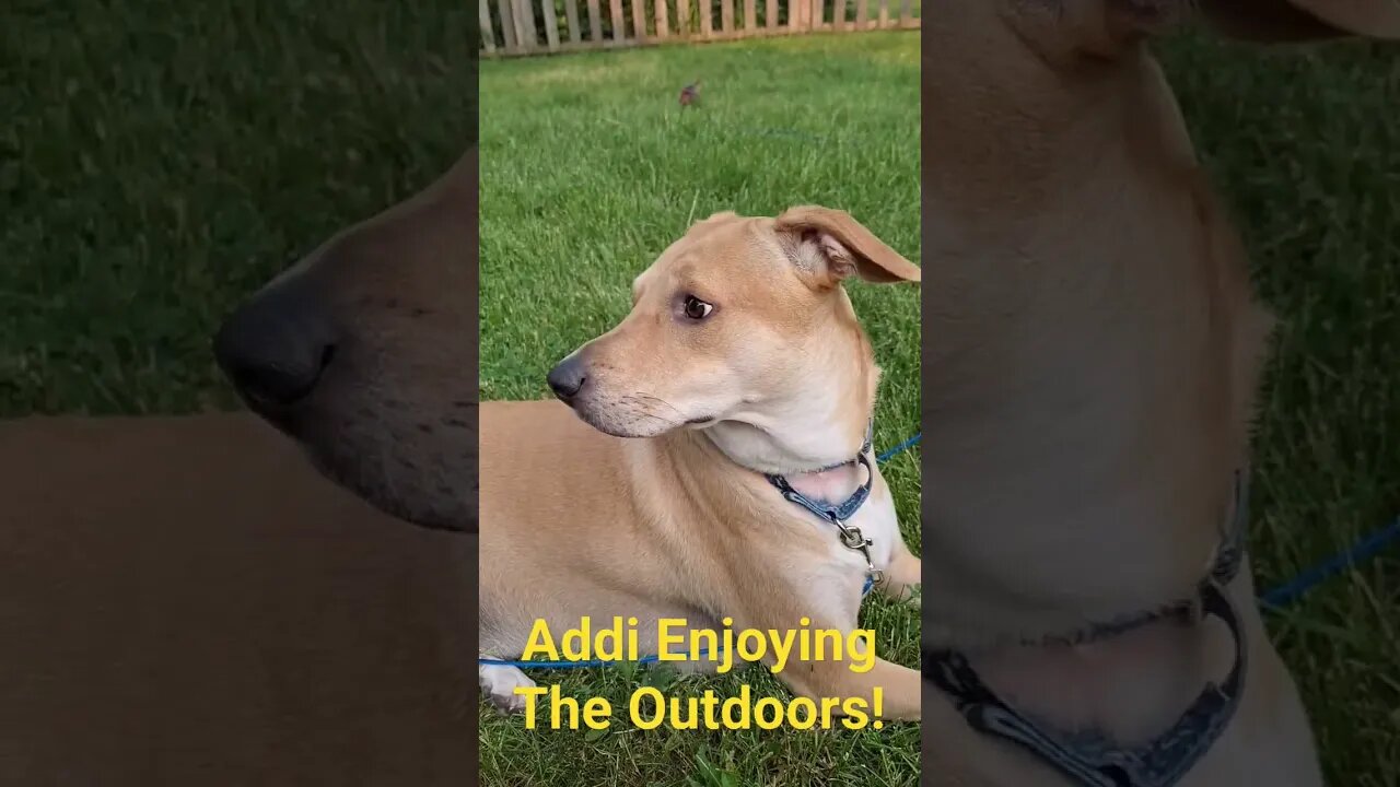 Addi is enjoying the outdoors #dogdaysofsummer