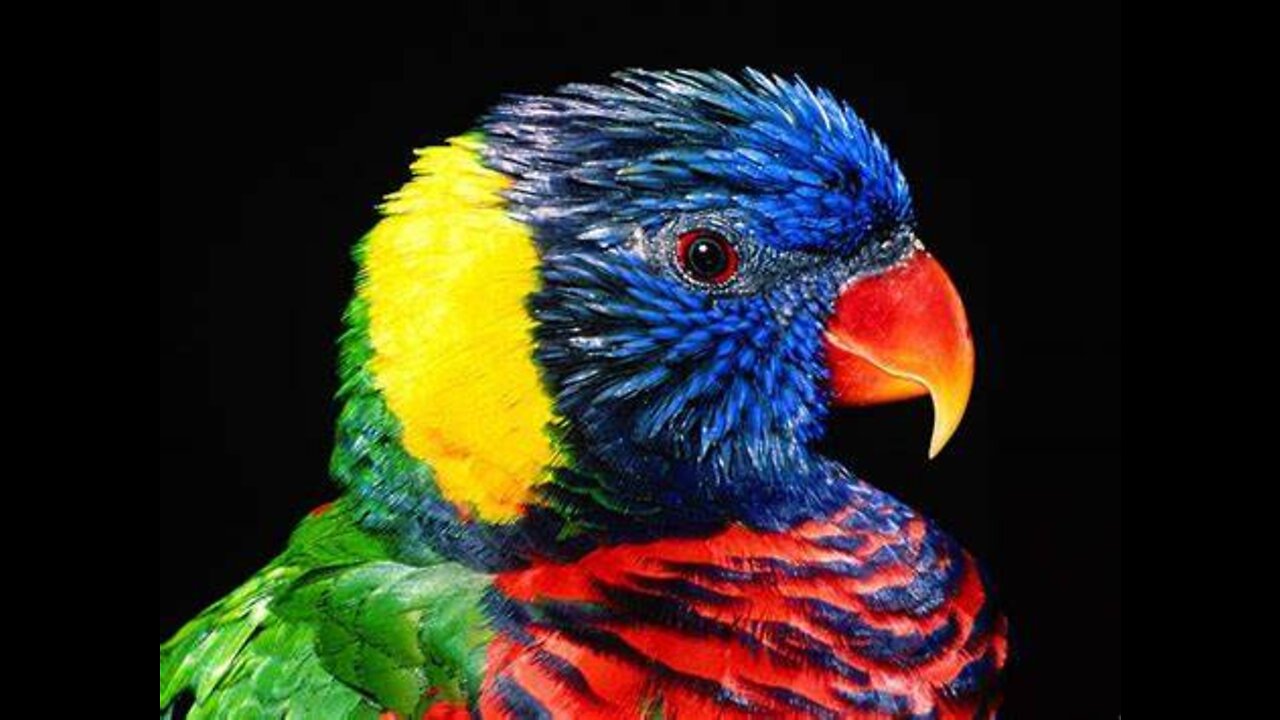 "Blue and Yellow Parrot" "Royalty Free Video Footage"