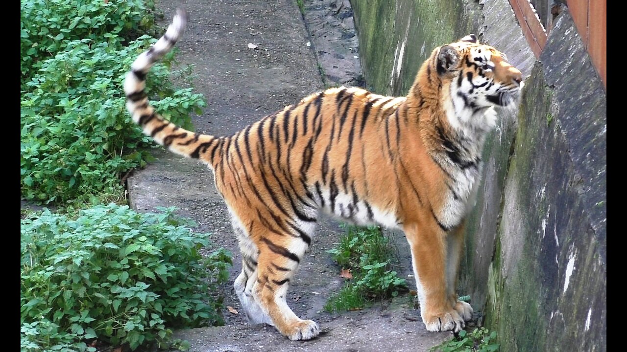 Amur tiger wants to be friends