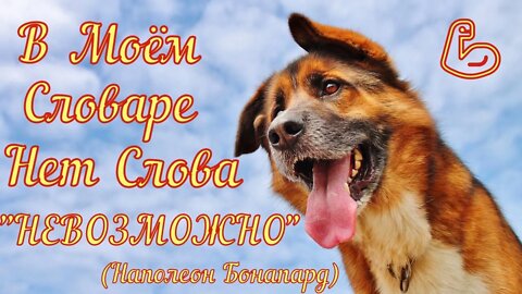 Смешные Собаки 25 Funny Dogs