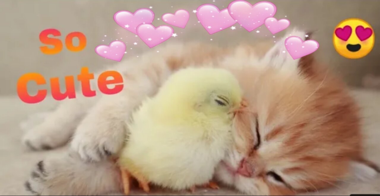 SEE HOW LOVELY THIS CHICK AND KITTEN